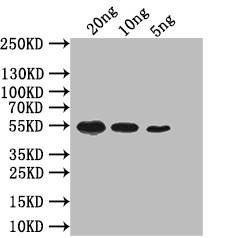 mreB Antibody in Western Blot (WB)
