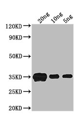 crr Antibody in Western Blot (WB)