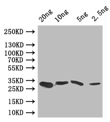 GRE2 Antibody in Western Blot (WB)