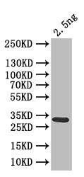 clr6 Antibody in Western Blot (WB)