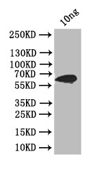 Pneumolysin Antibody in Western Blot (WB)