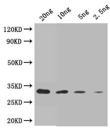 ITRL-2 Antibody in Western Blot (WB)
