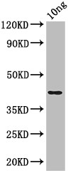 E. coli (strain K12/DH10B) NfuA Antibody in Western Blot (WB)
