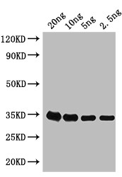 E. coli (strain K12) grxD Antibody in Western Blot (WB)