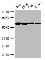 cry2Ab Antibody in Western Blot (WB)