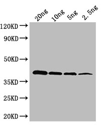 OXYR Antibody in Western Blot (WB)