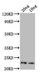 Der p 23 Antibody in Western Blot (WB)