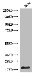 Polyprotein P1234 Antibody in Western Blot (WB)