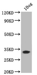 bamB Antibody in Western Blot (WB)