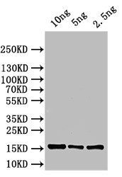 ASPZODRAFT_1728931 Antibody in Western Blot (WB)
