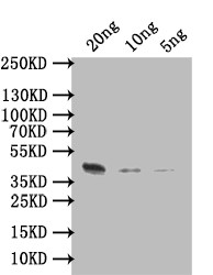 Arginine kinase Antibody in Western Blot (WB)