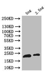 ribH Antibody in Western Blot (WB)