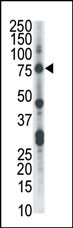 CLK2 Antibody in Western Blot (WB)