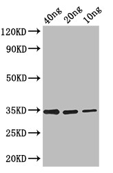 FMRFaR Antibody in Western Blot (WB)
