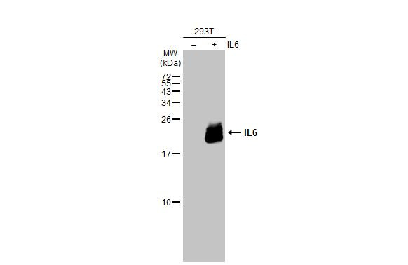 IL-6 Antibody in Western Blot (WB)