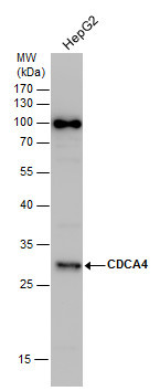 CDCA4 Antibody in Western Blot (WB)