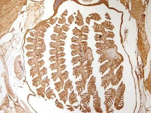 beta Actin Antibody in Immunohistochemistry (Paraffin) (IHC (P))