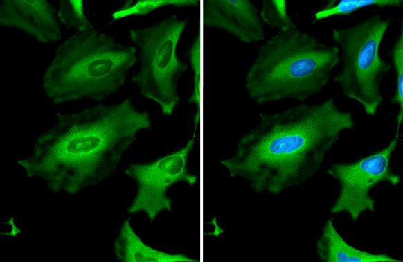 GAPDH Antibody in Immunocytochemistry (ICC/IF)