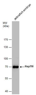 HSP70 Antibody in Western Blot (WB)