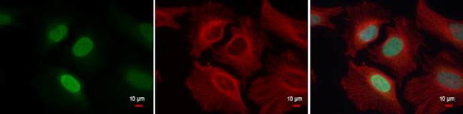 H4K20me1 Antibody in Immunocytochemistry (ICC/IF)