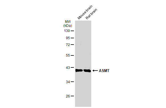 ASMT Antibody in Western Blot (WB)