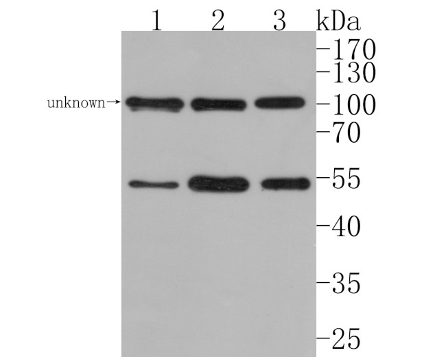 Bcl-rambo Antibody in Western Blot (WB)