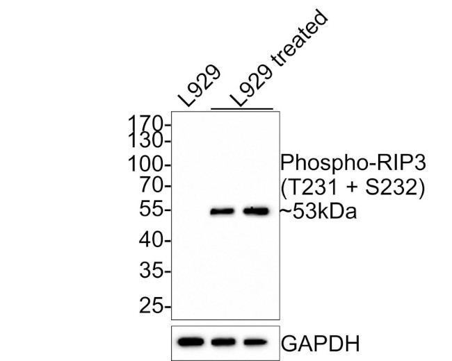 Phospho-RIP3 (Thr231, Ser232) Antibody in Western Blot (WB)