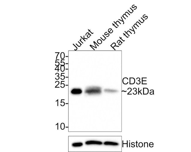 CD3 Antibody in Western Blot (WB)