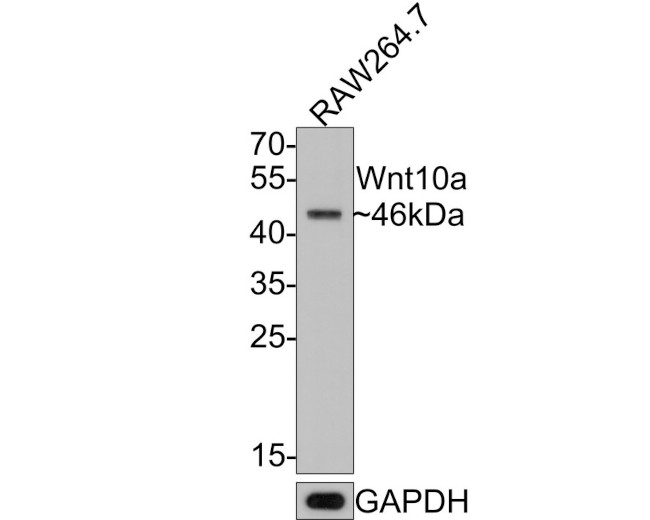 WNT10A Antibody in Western Blot (WB)