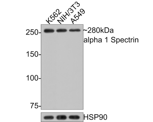 Spectrin alpha-1 Antibody in Western Blot (WB)