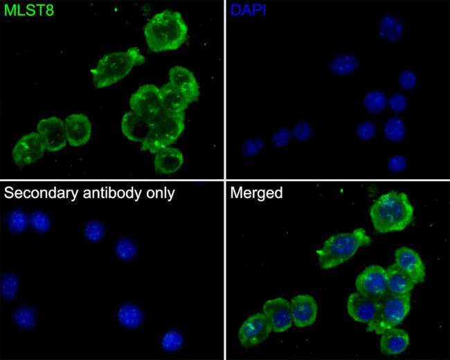 GBL Antibody in Immunocytochemistry (ICC/IF)