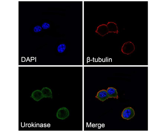 Urokinase Antibody in Immunocytochemistry (ICC/IF)