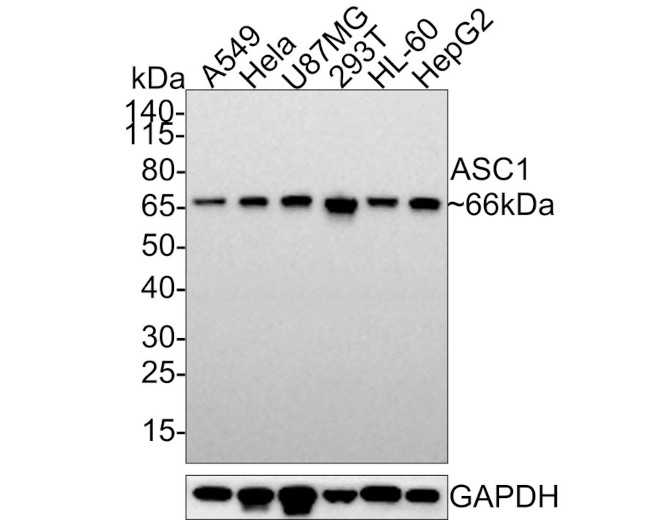 ASC1 Antibody in Western Blot (WB)