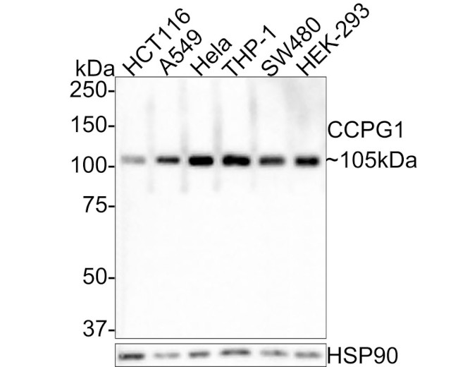 CCPG1 Antibody in Western Blot (WB)