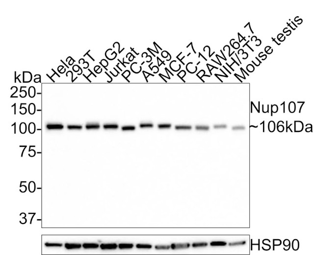 NUP107 Antibody in Western Blot (WB)