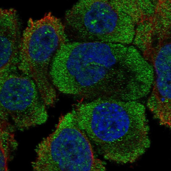 PTPRH Antibody in Immunocytochemistry (ICC/IF)