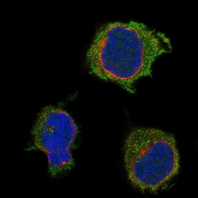 PSTPIP1 Antibody in Immunocytochemistry (ICC/IF)