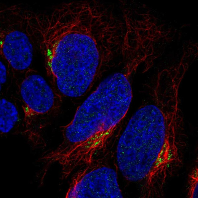 CDHR1 Antibody in Immunocytochemistry (ICC/IF)