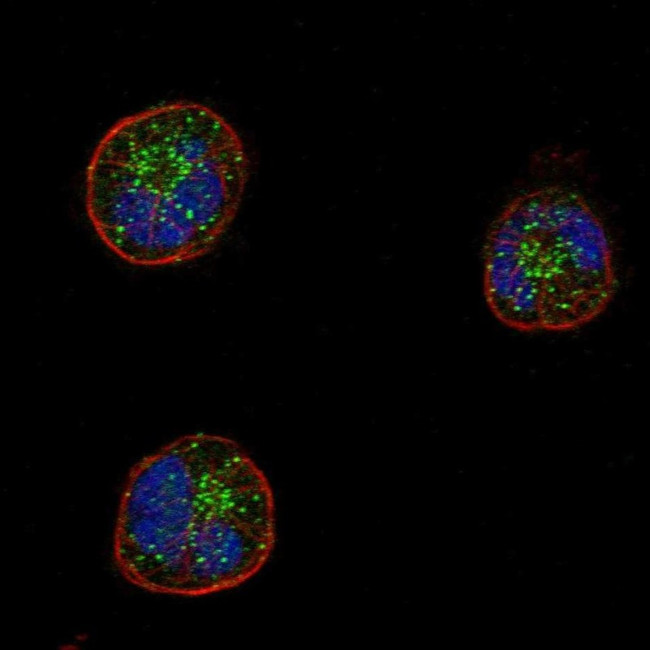 CD162 Antibody in Immunocytochemistry (ICC/IF)