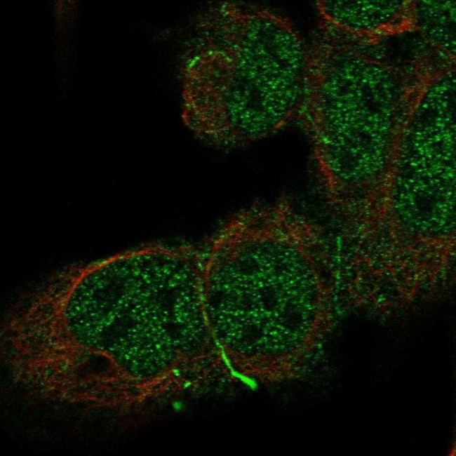 CDH10 Antibody in Immunocytochemistry (ICC/IF)