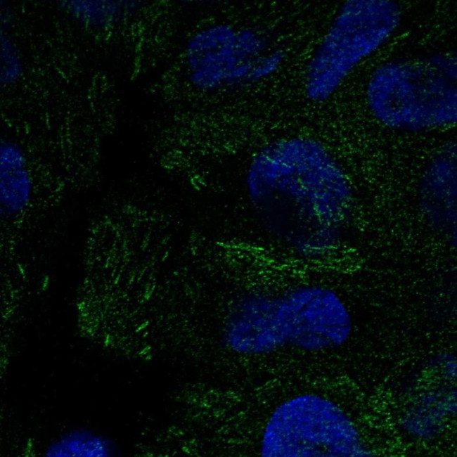 PEAK1 Antibody in Immunocytochemistry (ICC/IF)