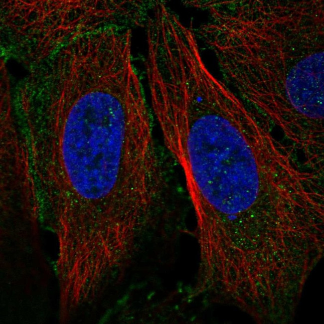 Claudin 19 Antibody in Immunocytochemistry (ICC/IF)