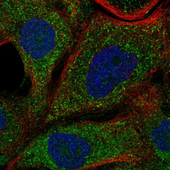 NDRG4 Antibody in Immunocytochemistry (ICC/IF)