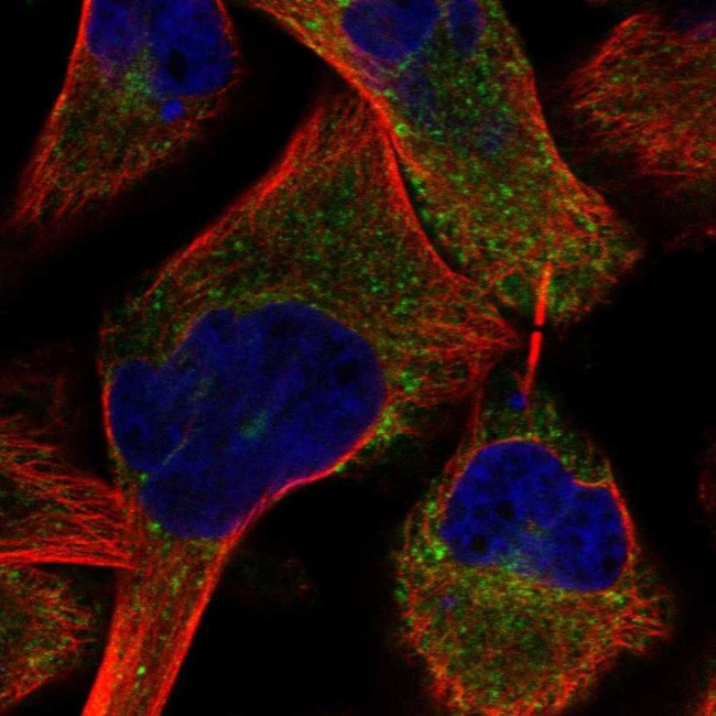 PRUNE2 Antibody in Immunocytochemistry (ICC/IF)
