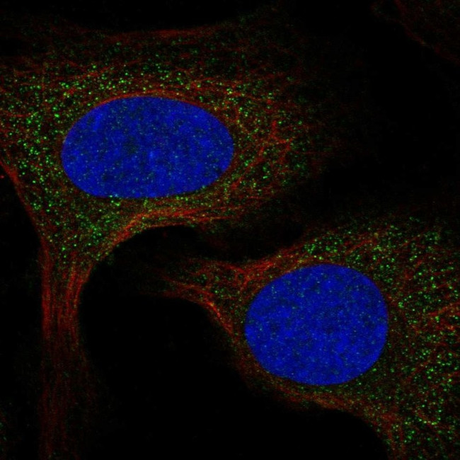SPCS2 Antibody in Immunocytochemistry (ICC/IF)