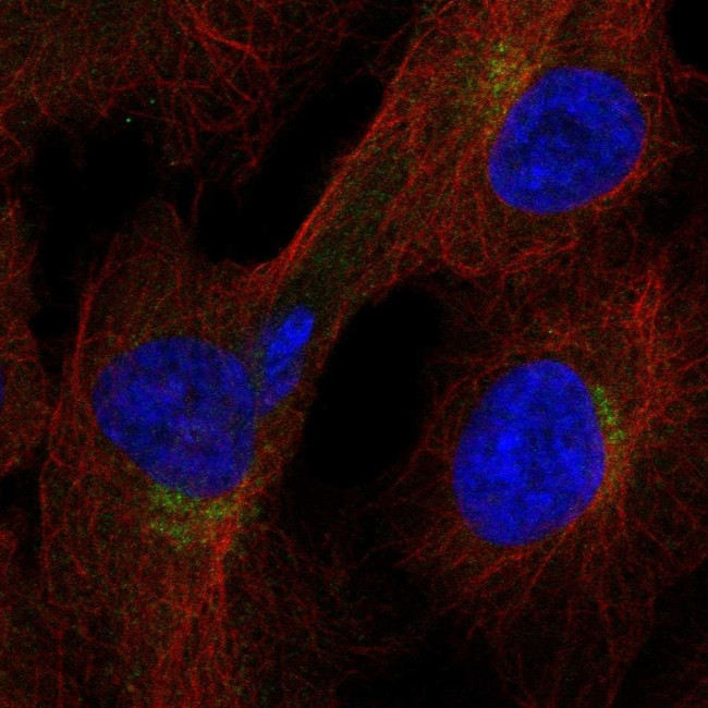 ITFG1 Antibody in Immunocytochemistry (ICC/IF)