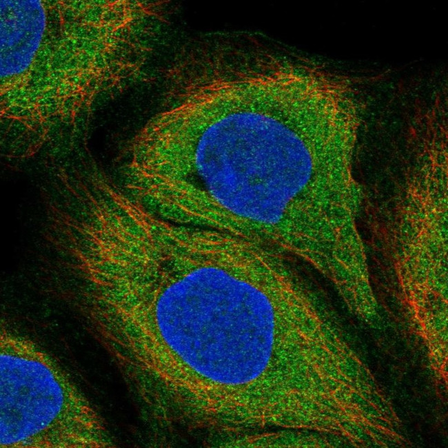 LILRB3 Antibody in Immunocytochemistry (ICC/IF)