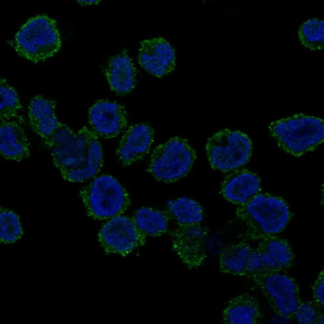 REPS1 Antibody in Immunocytochemistry (ICC/IF)