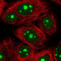 CU070 Antibody in Immunocytochemistry (ICC/IF)