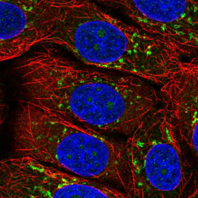 Arfaptin 2 Antibody in Immunocytochemistry (ICC/IF)